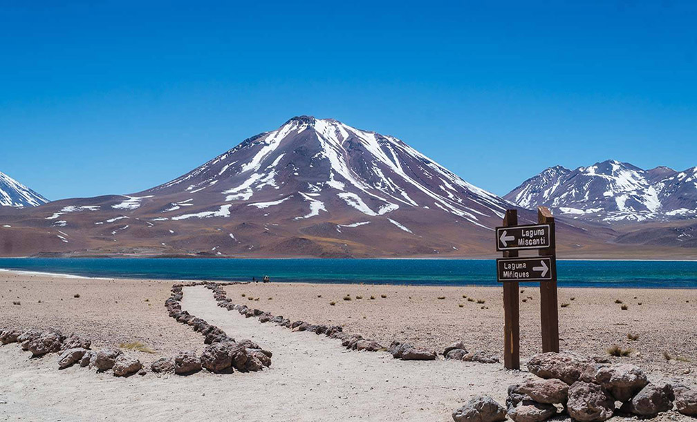 Vicuñas no Atacama