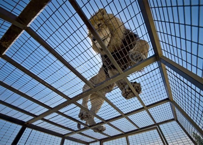 Interação Animal