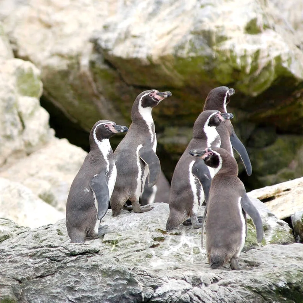 Pinguins de Humboldt